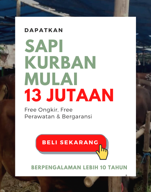 Sapi-Kurban-13-jutaan